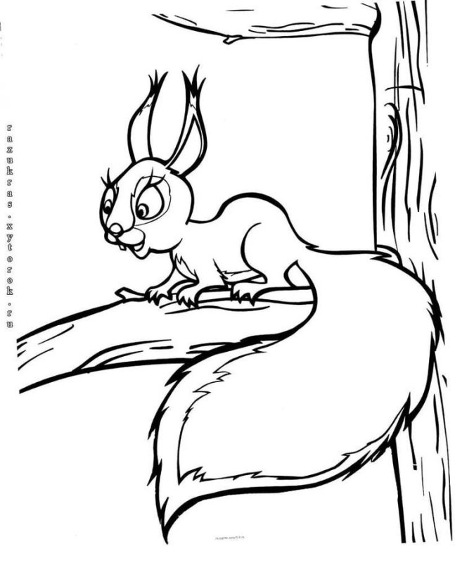 Раскраска Белочка