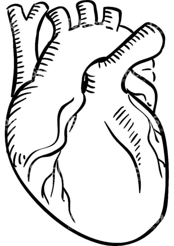 Человеческое сердце раскраска