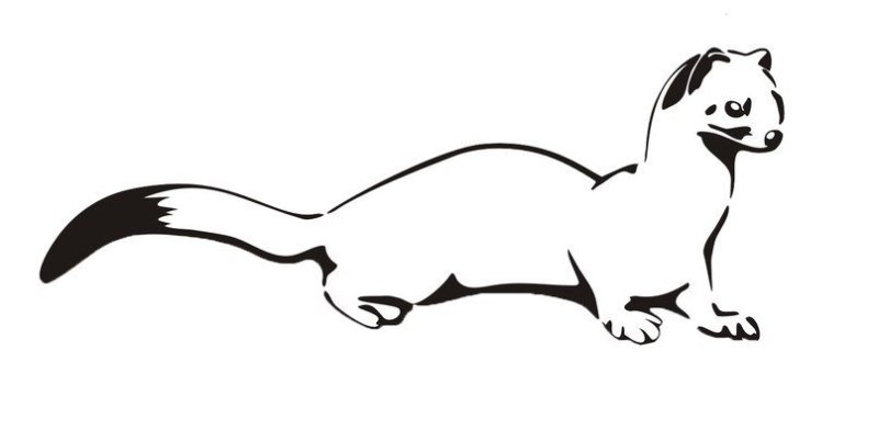 Горностай рисунок