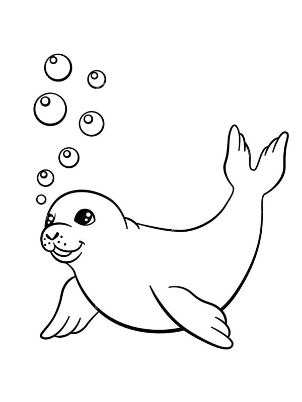 Тюлень рисунок
