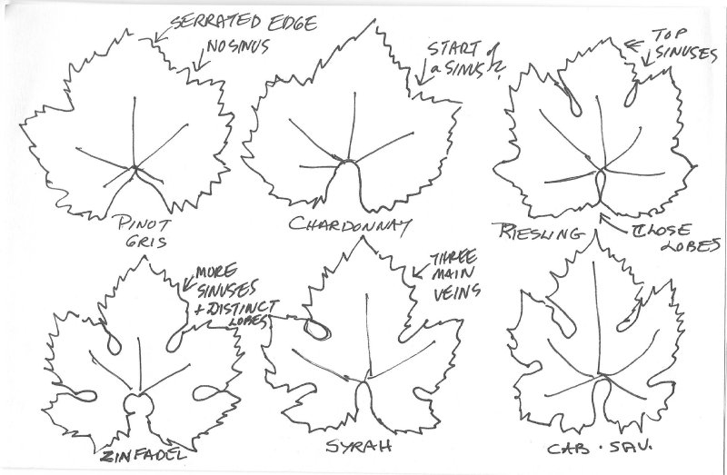 Лист винограда рисунок