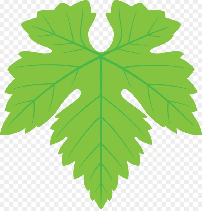 Виноградный лист трафарет
