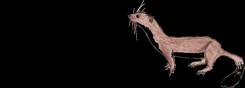 Ласка хорек куница горностай норка