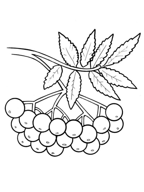 Рябина раскраска