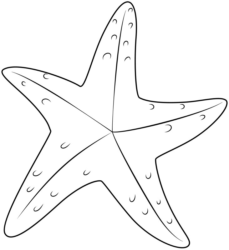 Морская звезда контур