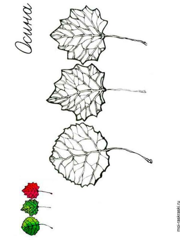 Лист осины раскраска для детей