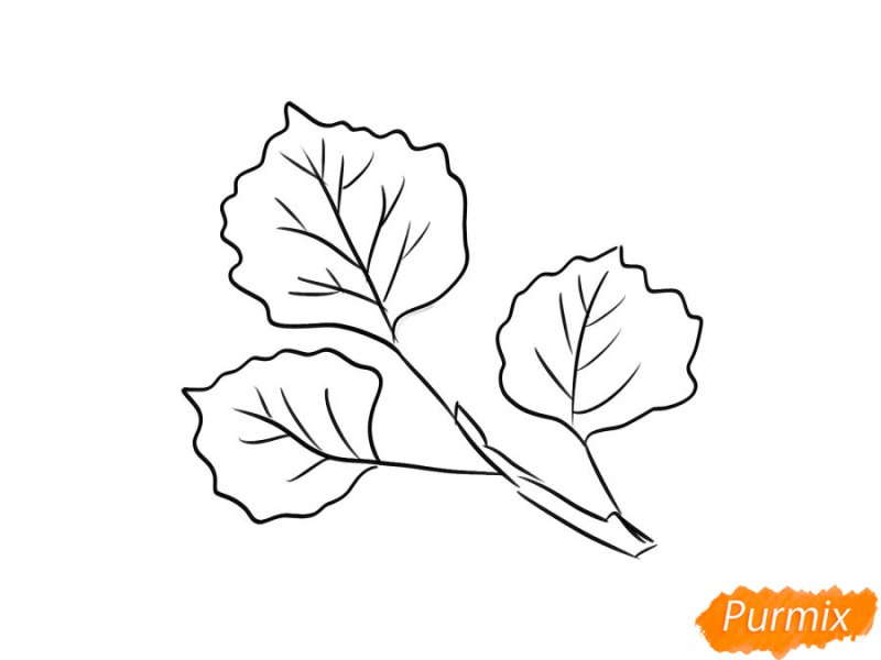 Осиновый лист карандашом