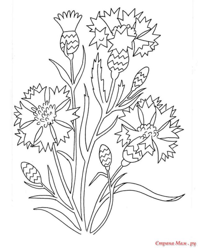 Раскраска полевых цветов