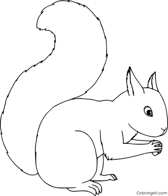 Белка раскраска