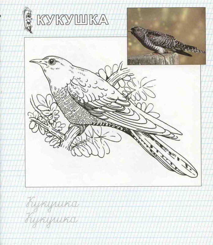 Кукушка рисунок для детей карандашом