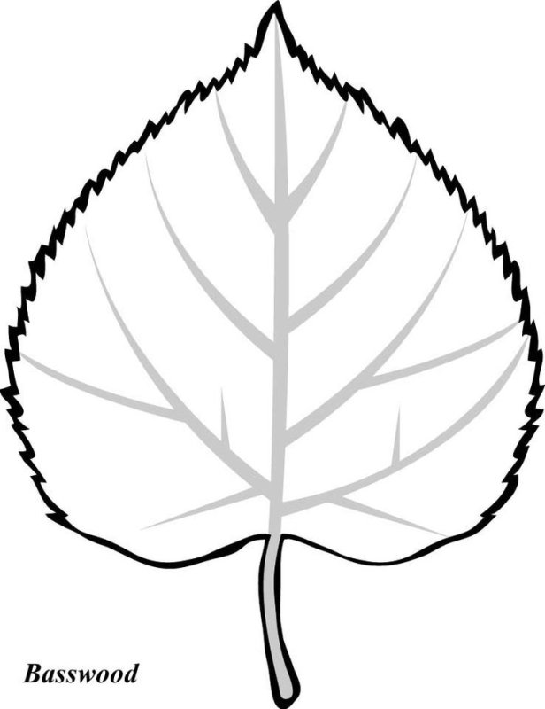 Листья деревьев раскраска