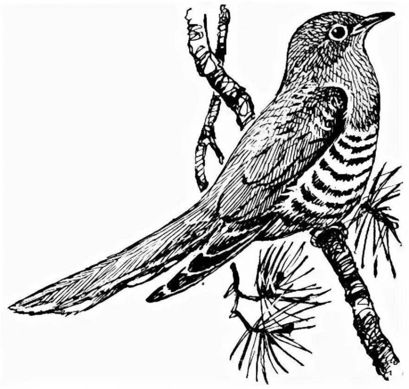 Обыкновенная Кукушка