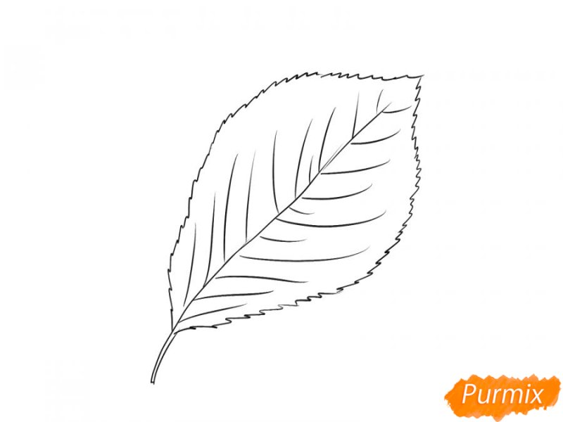 Лист калины рисунок