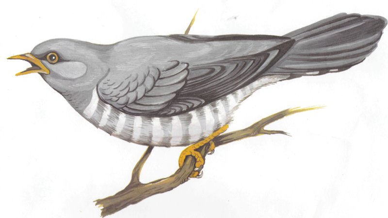 Перелетные птицы Кукушка для детей