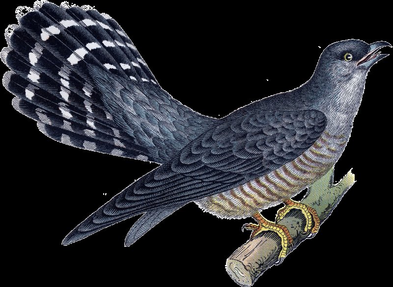 Кукушка на белом фоне