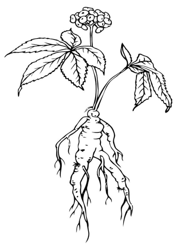 Жень Шень обыкновенный