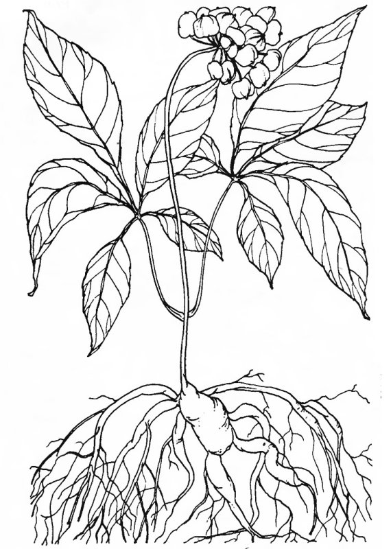 Женьшень раскраска