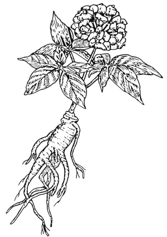 Женьшень чб