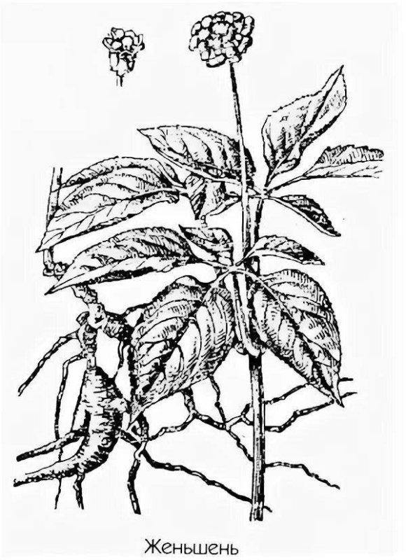 Женьшень Фармакогнозия