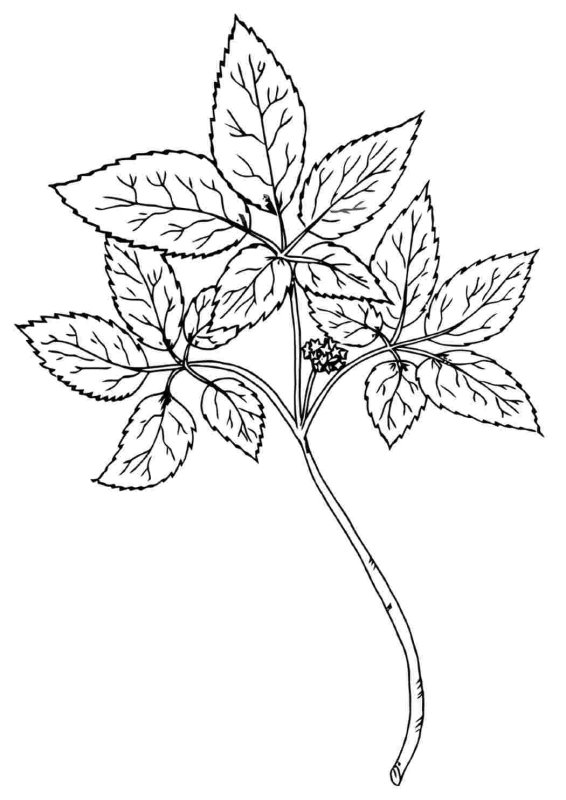 Женьшень разукрашка