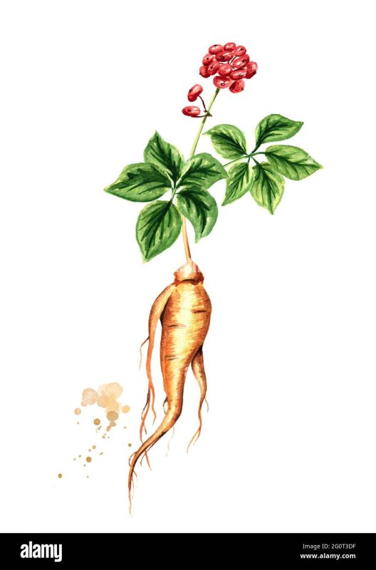 Женьшень рисунок