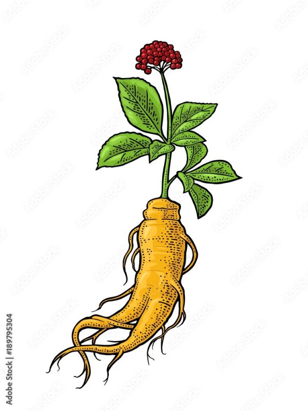 Женьшень Panax