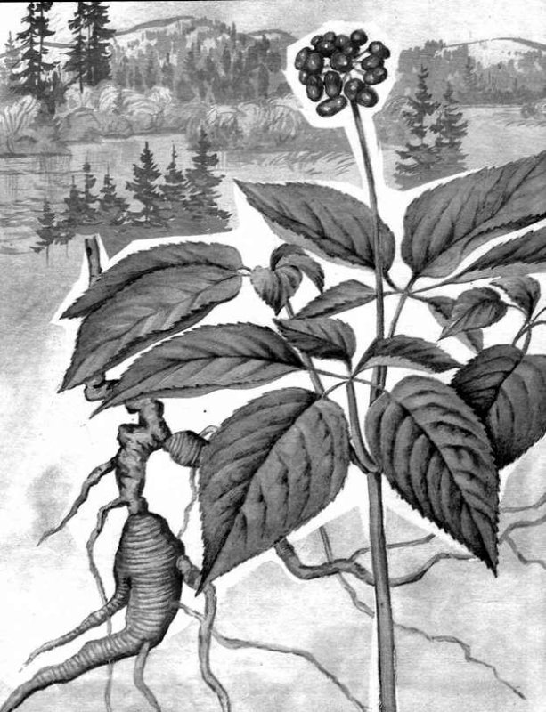 Пришвин женьшень