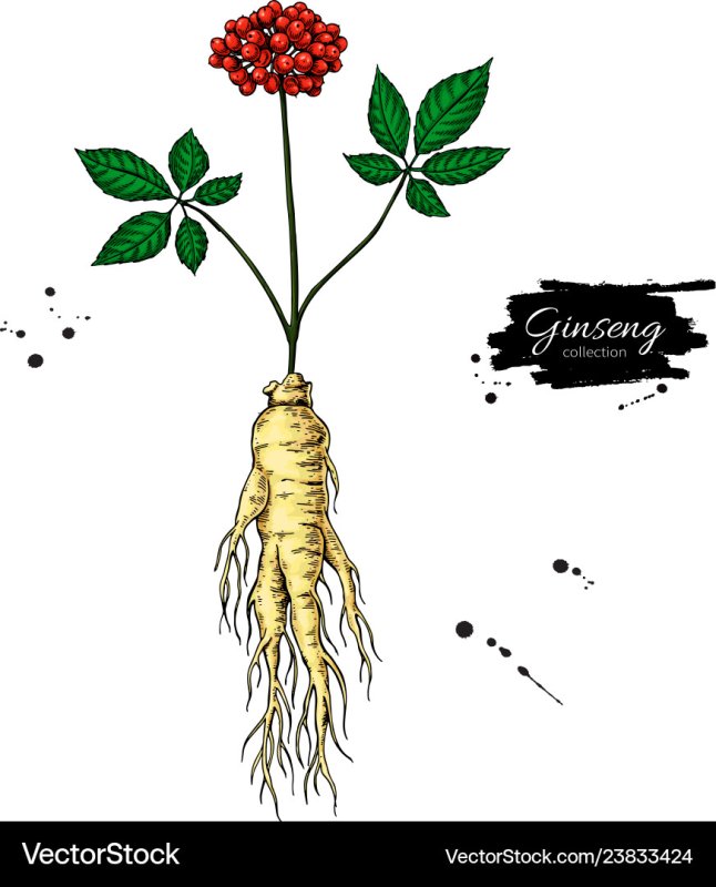 Женьшень рисунок
