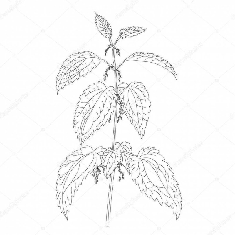 Крапива раскраска для детей