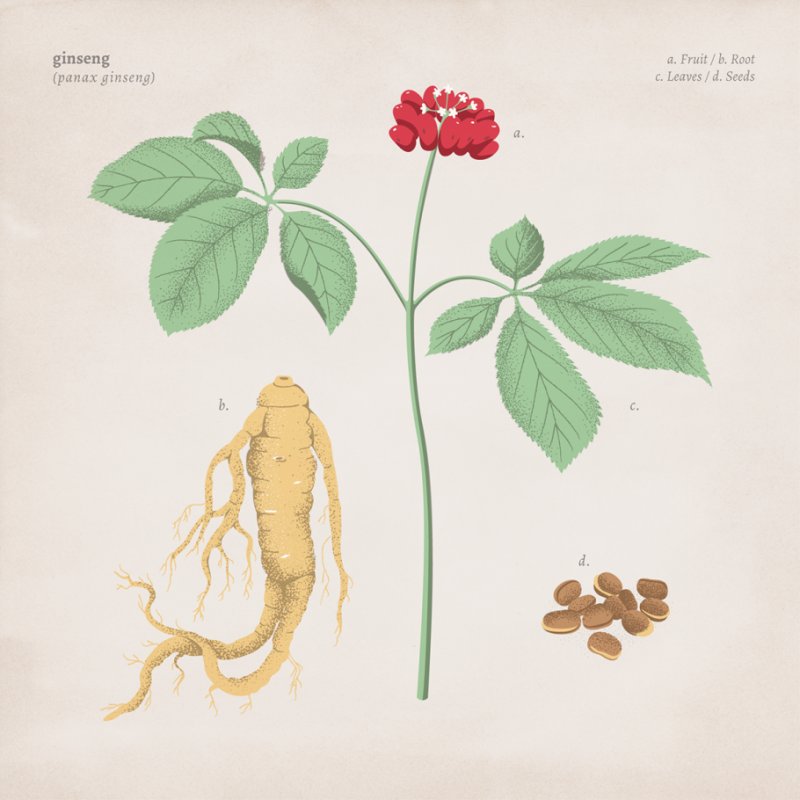 Корни женьшеня Фармакогнозия