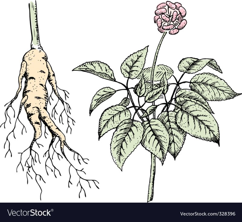 Женьшень Panax