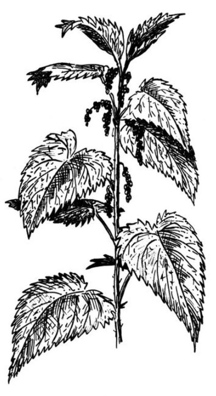 Крапива двудомная зарисовка