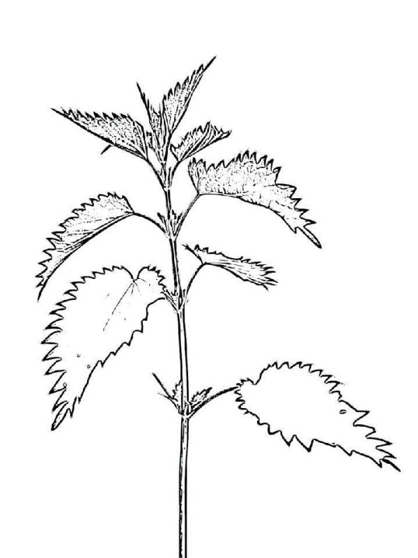 Крапива двудомная рисунок