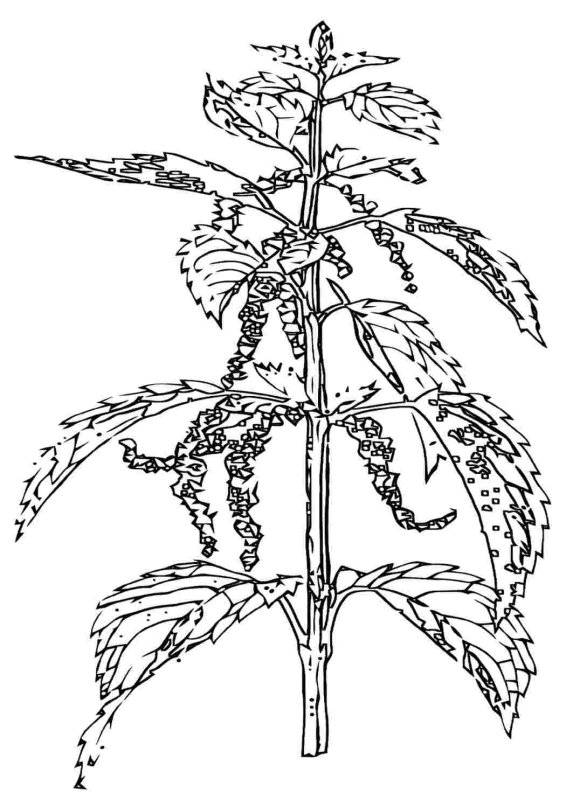 Крапива двудомная рисунок