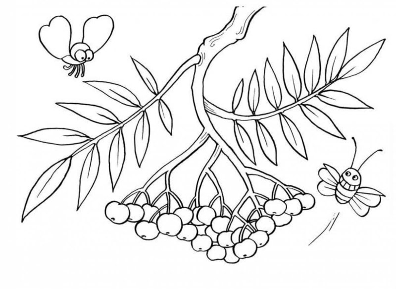 Ветка рябины раскраска для детей