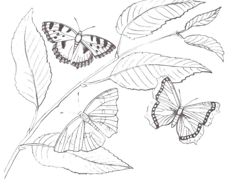 Цветы и бабочки. Раскраска