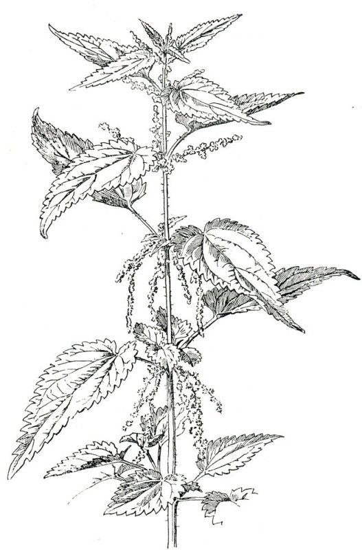 Крапива крапива двудомная