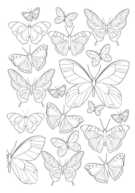 Бабочка раскраска маленькая