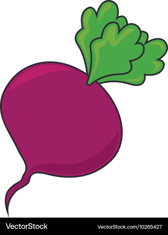 Нарисовать свеклу