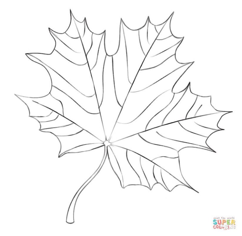 Кленовый лист раскраска