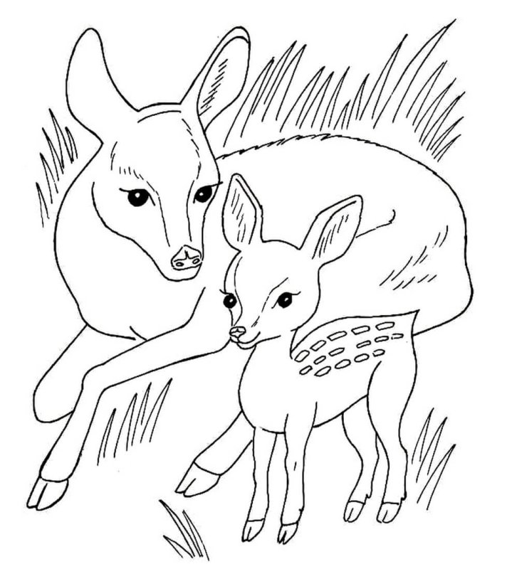 Раскраска Олененок