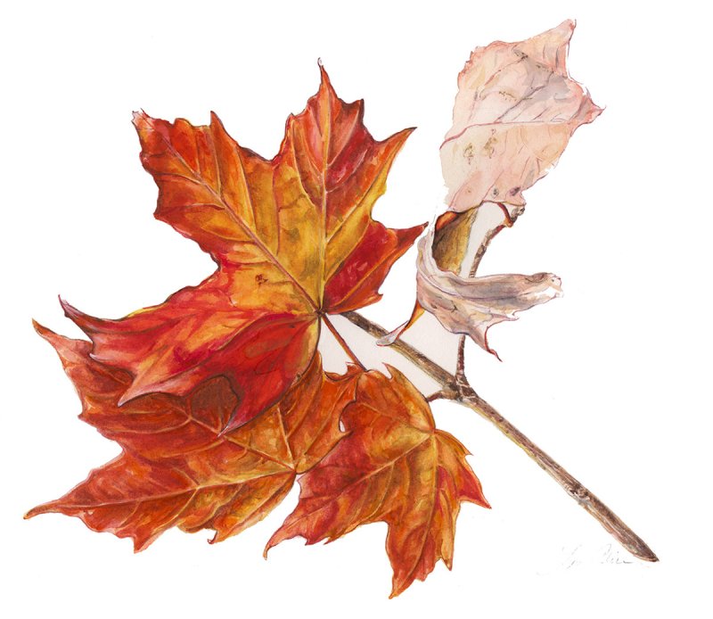 Осенние листья рисунок