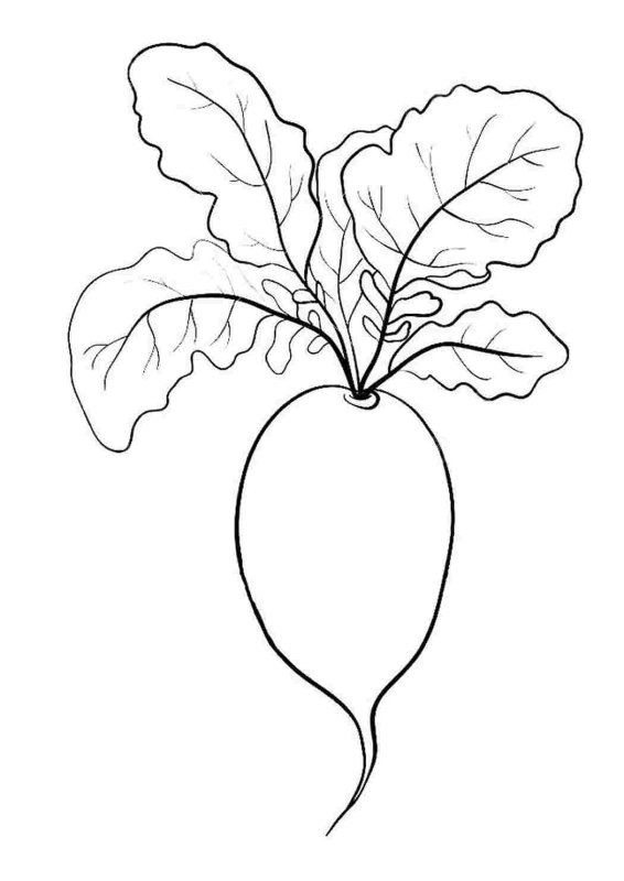 Свекла раскраска