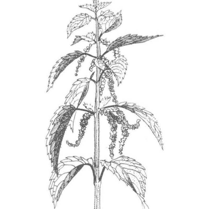 Крапива двудомная чб