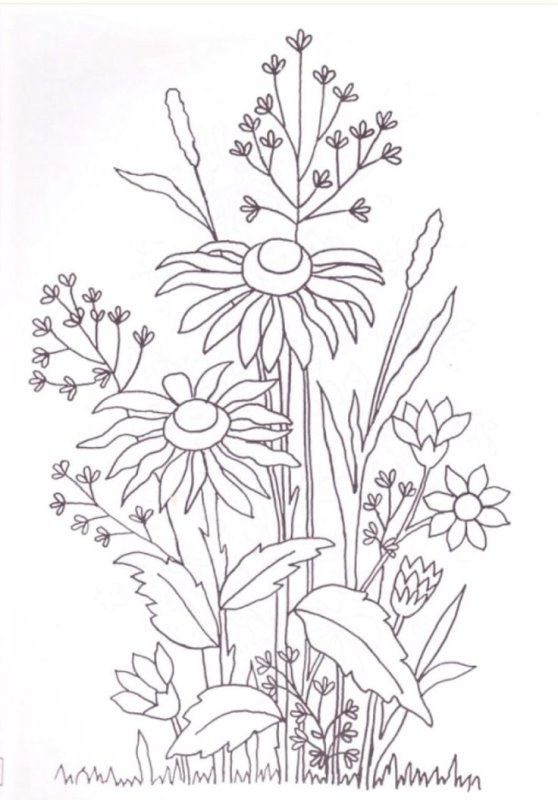 Раскраска полевых цветов
