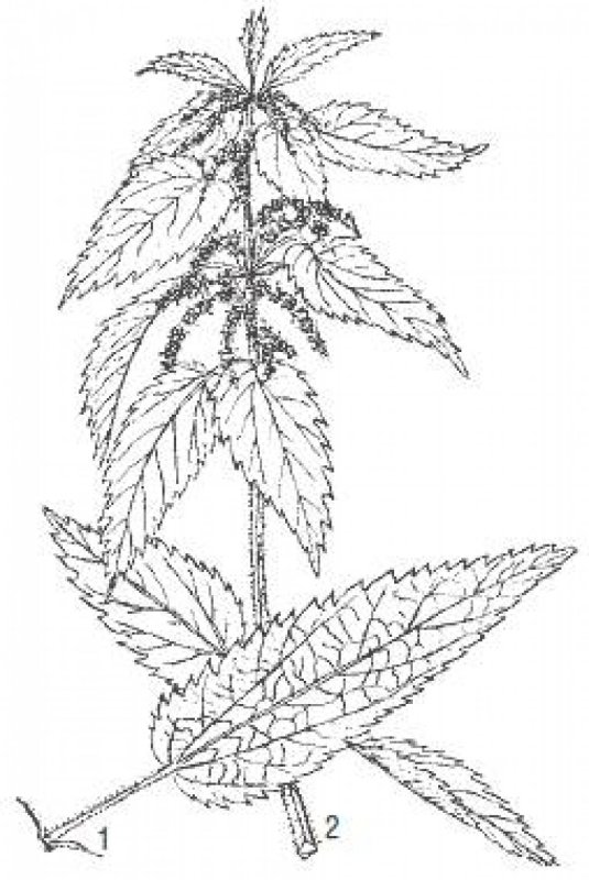 Крапива двудомная рисунок