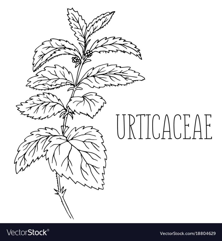 Крапива рисунок для детей