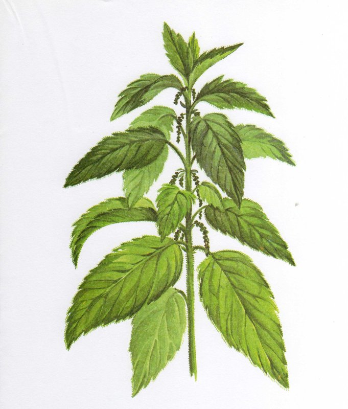 Крапива двудомная