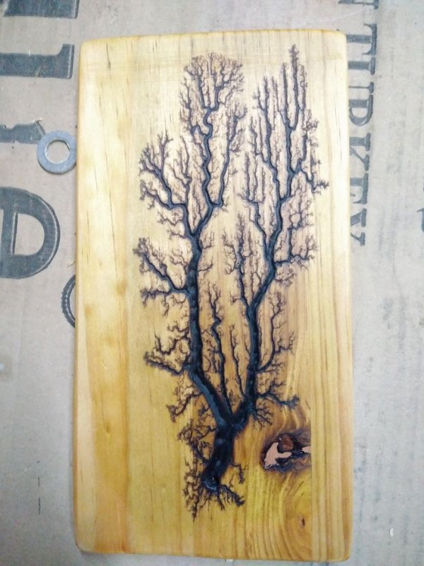 Выжженное дерево