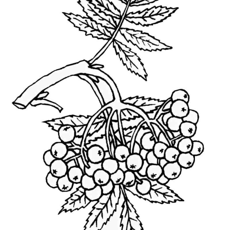 Рябина картинка для детей раскраска